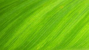 leaf, texture, green-176722.jpg